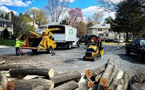 Tree and Shrub Care in Mason, TN