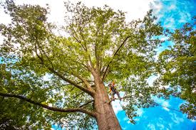 How Our Tree Care Process Works  in  Mason, TN