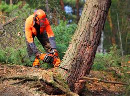 Best Tree Risk Assessment  in Mason, TN