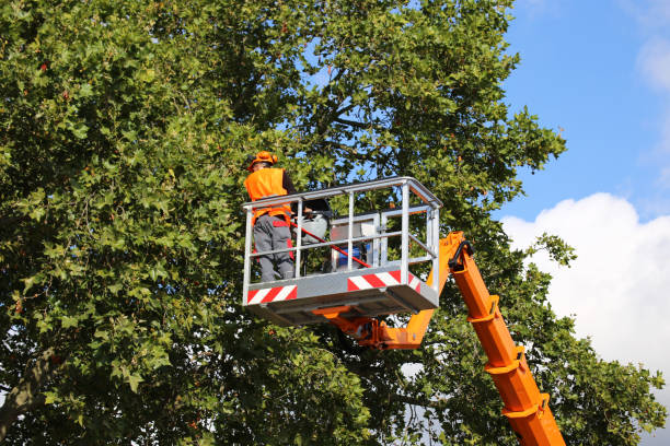 Best Commercial Tree Services  in Mason, TN