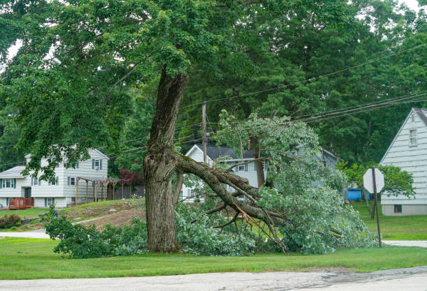 Best Lot and Land Clearing  in Mason, TN