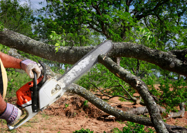 Best Storm Damage Tree Cleanup  in Mason, TN